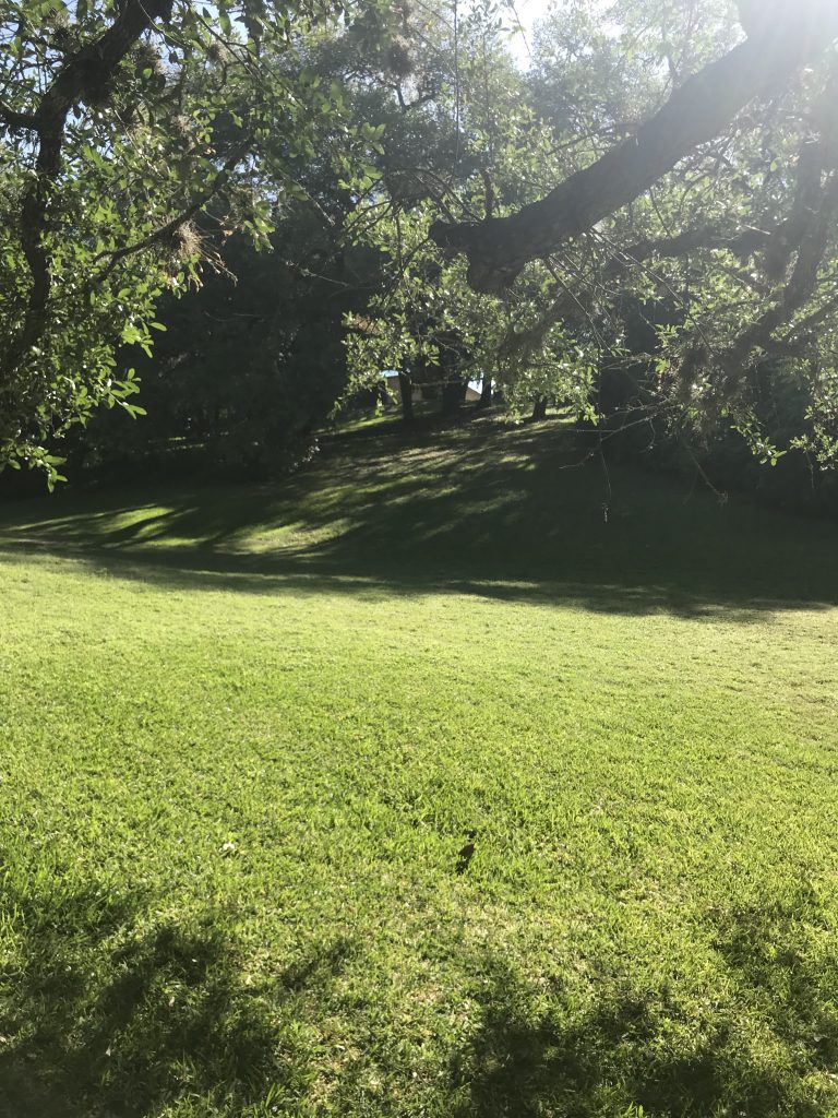 Tranquil Meadow Perfect for Meditation in San Antonio